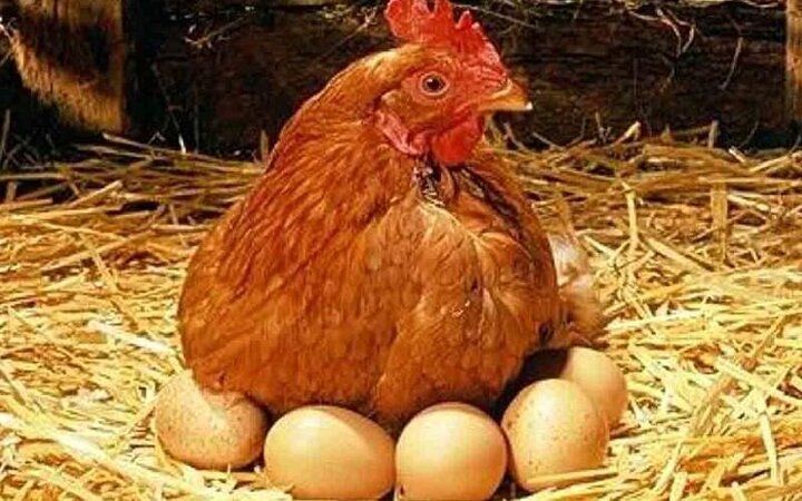 مرغ یا تخم‌مرغ؛ کدام یک گران‌تر است؟