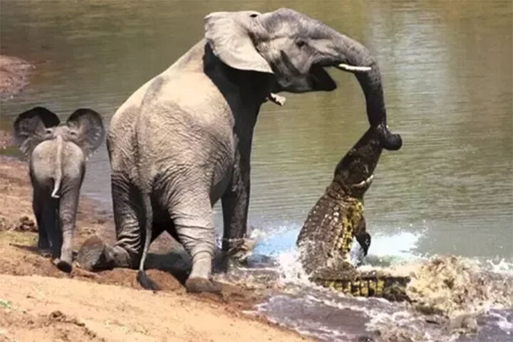 دفاع جانانه فیل ماده از فرزندش در برابر حمله کروکودیل / فیلم