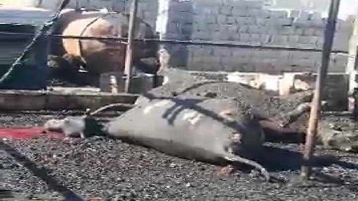 زنده زنده سوختن حیوانات بی‌گناه یک گاوداری در خوزستان! / فیلم