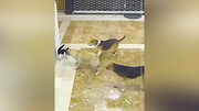 حمله جسورانه یک گربه به ۳ سگ! / فیلم