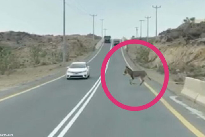 فیلمی دلخراش از لحظه تصادف خودرو با یک الاغ