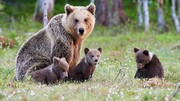 آب‌تنی خرس مادر و سه توله‌اش در ارتفاعات مازندران / فیلم