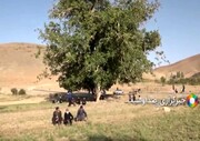 ویدیو جالب و عجیب از درخت گردوی ۳۷۰ ساله الیگودرز