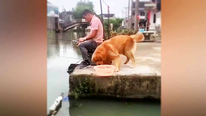 دلسوزی جالب یک سگ برای نجات جان ماهی! / فیلم