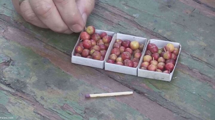 تولید سیب‌های مینیاتوری که از گیلاس هم کوچکتر است! / فیلم