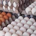 قیمت هر شانه تخم مرغ ۱۰ هزارتومان گران شد / هرشانه تخم مرغ چند؟
