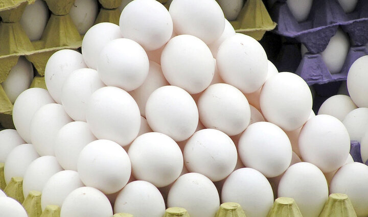افزایش قیمت تخم مرغ رکورد زد؛ قیمت هر شانه ۵۵ هزار تومان!