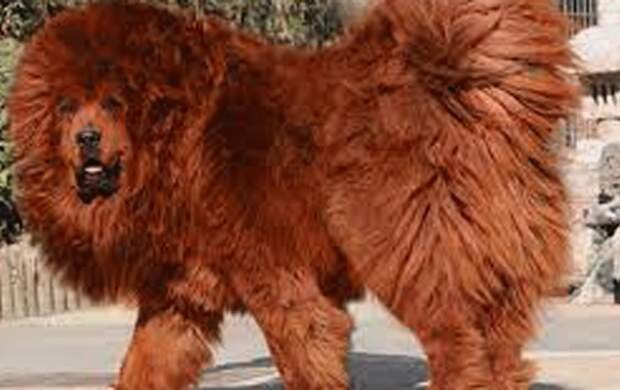 ویدیو دیده نشده از سگ عظیم‌الجثه ماستیف تبتی