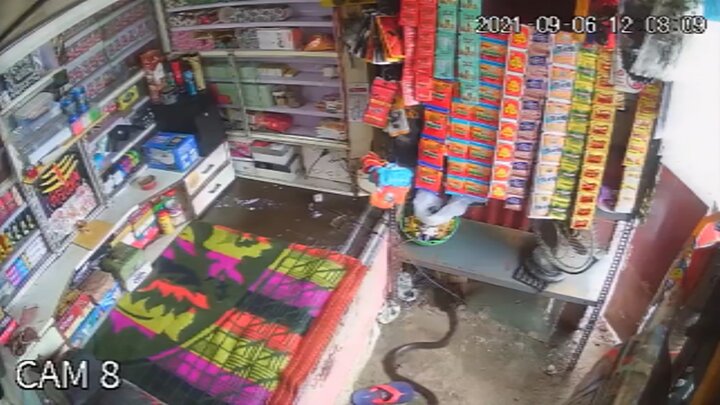 ویدیویی هولناک از تعقیب و گریز مار و موش در جلوی چشم فروشنده مغازه