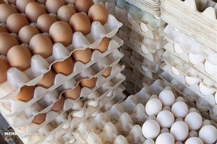 چرا قیمت هر شانه تخم مرغ از ۵۰ هزار تومان گذشت؟