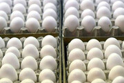 مجوز واردات تخم مرغ صادر شد / تخم مرغ ارزان می‌شود؟