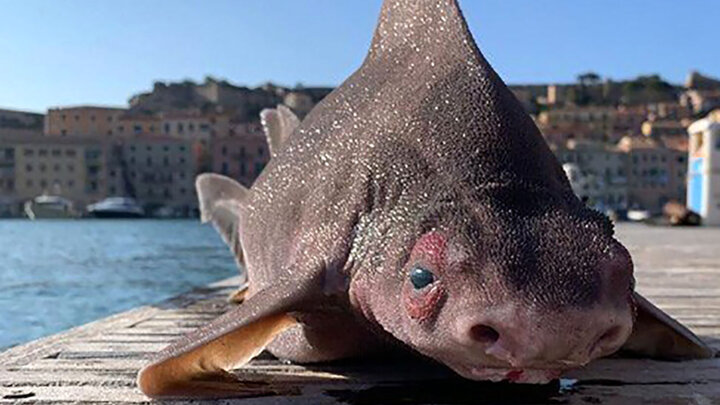 صید عجیب‌ترین ماهی دنیا که تا به حال ندیده‌اید! / عکس