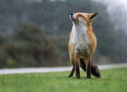 ویدیو تایم‌لپس از لحظه تجزیه بدن روباه در طبیعت!