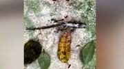 حمل جسد مارمولک بزرگ توسط مورچه‌ / فیلم