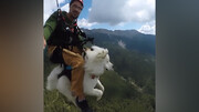 ویدیو جالب از  سگ پاراگلایدر سوار بر فراز آسمان‌!