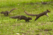 تعقیب و گریز خنده‌دار دو سنجاب بازیگوش روی تنه درخت / فیلم