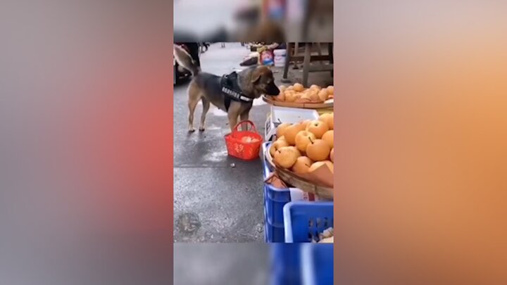 ویدیوی جالب از سگی که به تنهایی میوه می‌خرد!