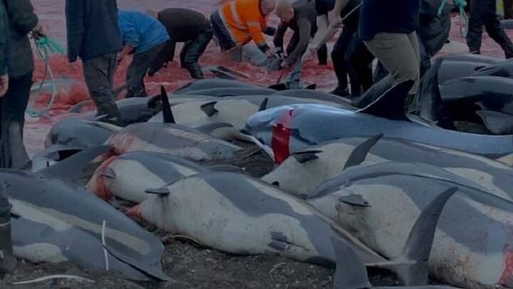 ویدیو دلخراش از فاجعه کشتار ۱۴۰۰ دلفین در جزایر فارو برای کسب سود