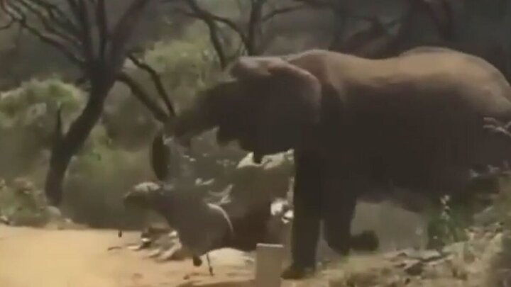 ویدیو غم‌انگیز از حمله بچه فیل مرده توسط مادرش