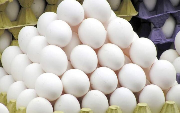 واردات تخم مرغ از هفته آینده / هر شانه تخم مرغ ۴۵ هزار تومان عرضه می شود