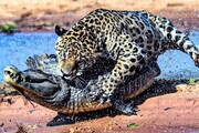 شکار تمساح عظیم الجثه توسط دو پلنگ / فیلم