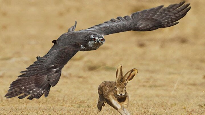 لحظه دلخراش شکار شدن خرگوش توسط شاهین گرسنه / فیلم