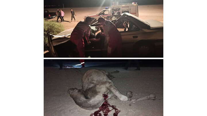 برخورد مرگبار پژو ۴۰۵ با یک شتر در اصفهان