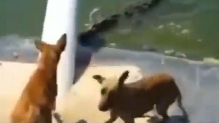 تصاویر ناراحت‌کننده از شکارشدن سگ توسط کروکدیل گرسنه! / فیلم