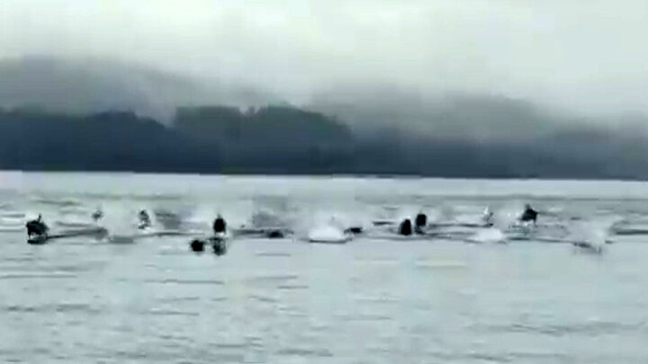 ویدیو دیدنی از لحظه فرار دلفین‌ها به دلیل حمله نهنگ‌های قاتل در ساحل!