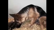 ویدیو احساسی از عشق سگ ماده به توله‌های تازه متولد شده‌اش!