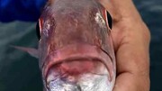 موجودی عجیب که در دهان ماهی زندگی می‌کند! / تصاویر
