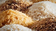 آغاز توزیع یارانه برنج  / چطور برنج ارزان دولتی بخریم؟
