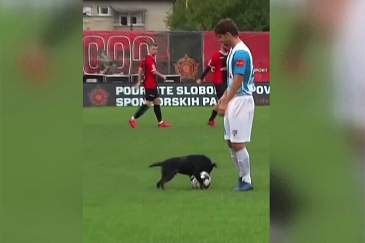 ویدیو جالب از سگ فوتبالیست که عاشق لایی زدن است!