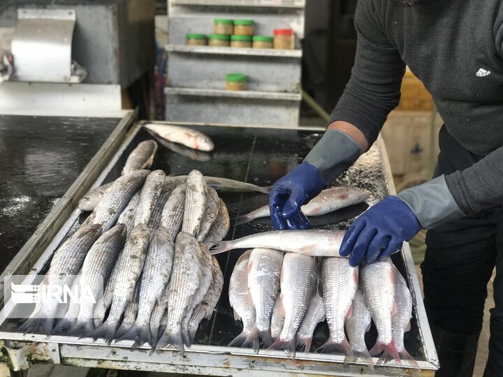 هر ایرانی سالانه چند کیلو ماهی مصرف می کند؟