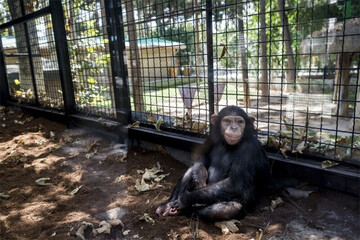 واکنش خنده‌دار یک شامپانزه به تقلید رفتارش در باغ‌وحش / فیلم