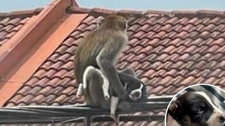 گروگانگیری عجیب توله سگ توسط میمون که سه روز به طول کشید! / فیلم