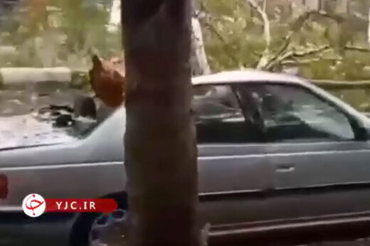لحظه وحشتناک سقوط درخت بر روی پژو پارس در گرگان / فیلم