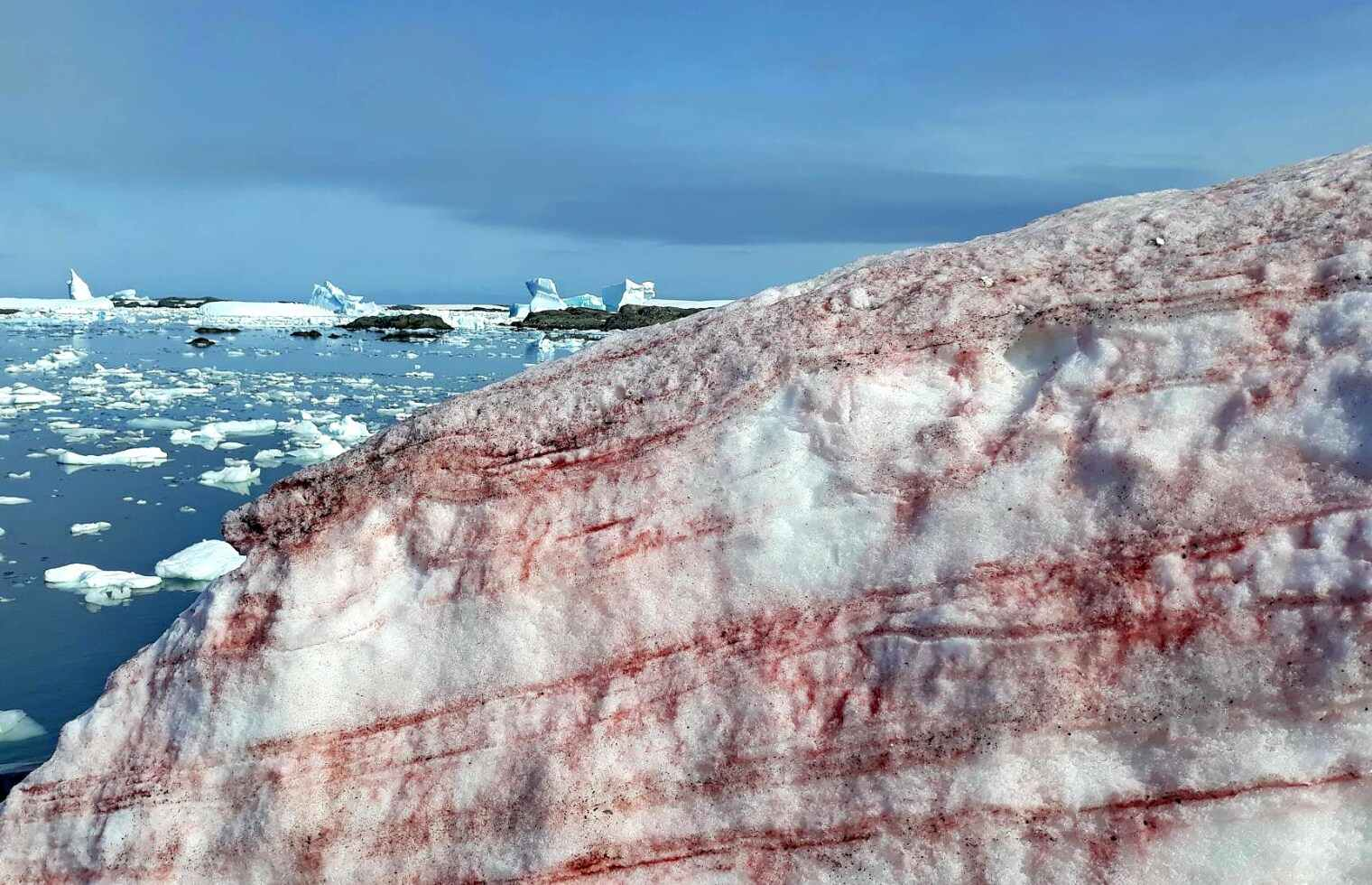 عکس بارش برف خونین و عجیب در قطب جنوب / دلیل علمی