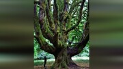 ویدیو دیده نشده از درختی عجیب و زیبا در پارک ملی المپیک