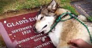 ویدیو جالب از وفاداری عجیب یک سگ سه سال پس از مرگ صاحبش