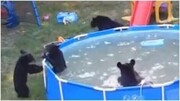 مهمانی بچه خرس‌های بامزه در باغ / فیلم
