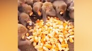 هجوم میمون‌های گرسنه برای خوردن نان! / فیلم