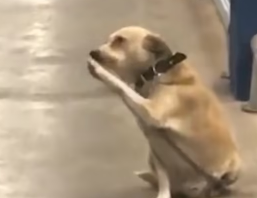 احترام جالب یک سگ به خریداران فروشگاه / فیلم
