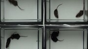 آزمایش همدردی موش‌ها با یکدیگر | موش‌ها هم افسرده می‌شوند! / فیلم