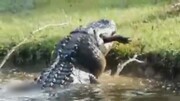 ویدیو عجیب از لحظه بلعیده‌شدن بچه تمساح زنده توسط تمساحی عظیم‌الجثه!