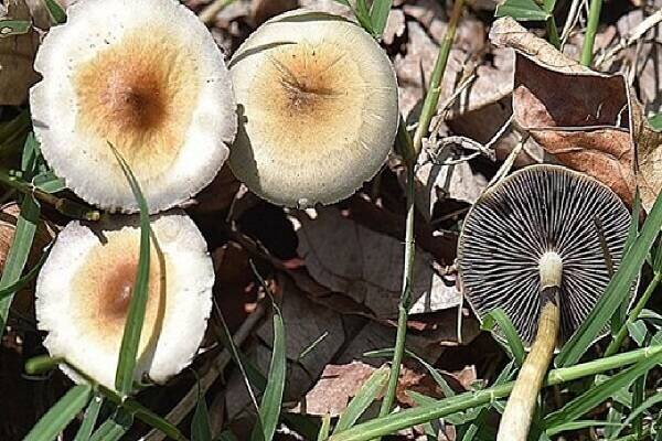 حقایقی جالب و خواندنی درباره قارچ‌ها که با شنیدن آن شگفت‌زده می‌شوید!