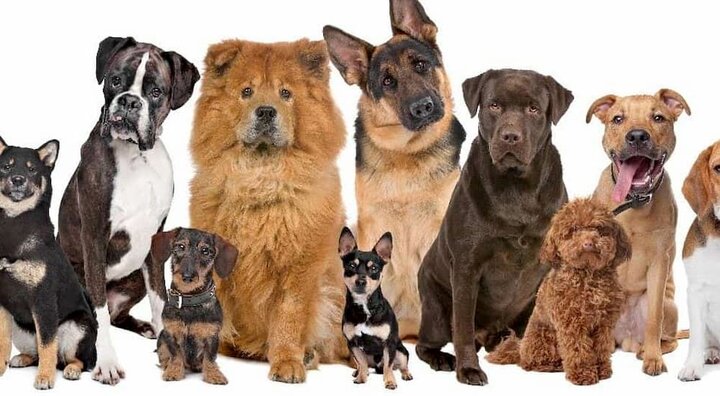 گرانترین نژادهای سگ در سال ۲۰۲۱ / عکس