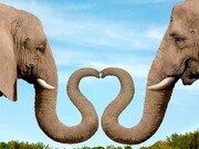 فیل، حیوانی که تنها یکبار عاشق می‌شود! + جزییات