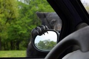 علاقه عجیب حیوان وحشی به خودرو! | مهارت بالای خرس در بازکردن درب خودروها در کمتر از چند ثانیه / فیلم