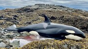لحظه نجات بچه نهنگ قاتل به گل نشسته در ساحل / فیلم